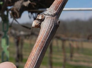 W Catawba E-L Stage 1-2 Winter bud to Bud scales opening