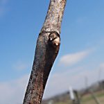 NWV Arandel E-L Stage Stage 1-2 Winter bud to Bud scales opening