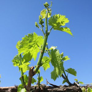 R Seyval Blanc E-L Stage 12 – 14 5 leaves separated; shoots about 10 cm long; inflorescence clear to 6 leaves separated to 7 leaves separated.