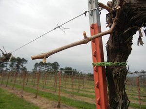 F Vignoles E-L Stage 3 Wooly bud +- green showing