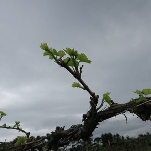F Vignoles E-L Stage 7 - 11 First leaf separated from shoot tip to 2 to 3 leaves separated; shoots 2-4 cm long to 4 leaves separated.