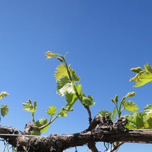 F Vignoles E-L Stage 11 - 12 4 leaves separated to 5 leaves separated; shoots about 10cm long; inflorescence clear.
