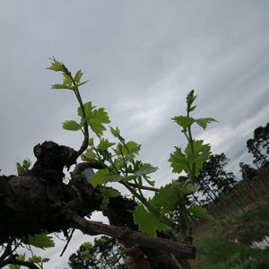 F Chardonel E-L Stage 12 – 14 5 leaves separated; shoots about 10 cm long; inflorescence clear to 6 leaves separated to 6 leaves separated.