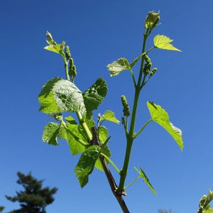 D Vivant E-L Stage 12 5 leaves separated; shoots about 10 cm long; inflorescence clear.