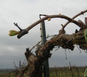 MVEC Chambourcin E-L Stage 3 - 4 Wooly bud +- green showing to Budburst, leaf tips visible