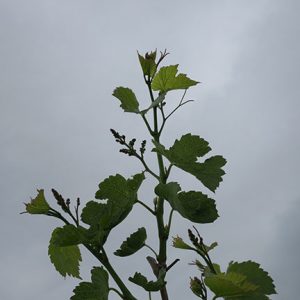 NWV Arandel E-L Stage 12 – 14 5 leaves separated; shoots about 10 cm long; inflorescence clear to 6 leaves separated to 6 leaves separated.