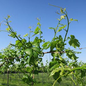 NWV Aromella E-L Stage 15 – 8 leaves separated, shoot elongating rapidly; single flowers in compact groups to 10 leaves separated.