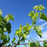 F Vignoles E-L Stage 16 - 17 10 leaves separated to 12 leaves separated; inflorescence well developed, single flowers separated.