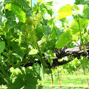 F Vignoles E-L Stage 23 17 – 20 leaves separated; 50% cap fall (= flowering).
