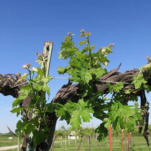 G Cabernet Sauvignon E-L Stage 12 - 14 5 leaves separated; shoots about 10cm long; inflorescence clear to 6 leaves separated to 7 leaves separated.