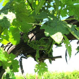 G Cabernet Sauvignon E-L Stage 17 12 leaves separated; inflorescence well developed, single flowers separated.