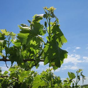 MVEC Valvin Muscat E-L Stage 14 - 16 7 leaves separated to 8 leaves separated, shoot elongating rapidly; single flowers in compact groups to 10 leaves separated.