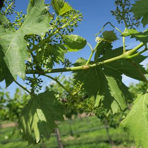 MVEC Chambourcin E-L Stage 23 17 – 20 leaves separated; 50% cap fall (= flowering).