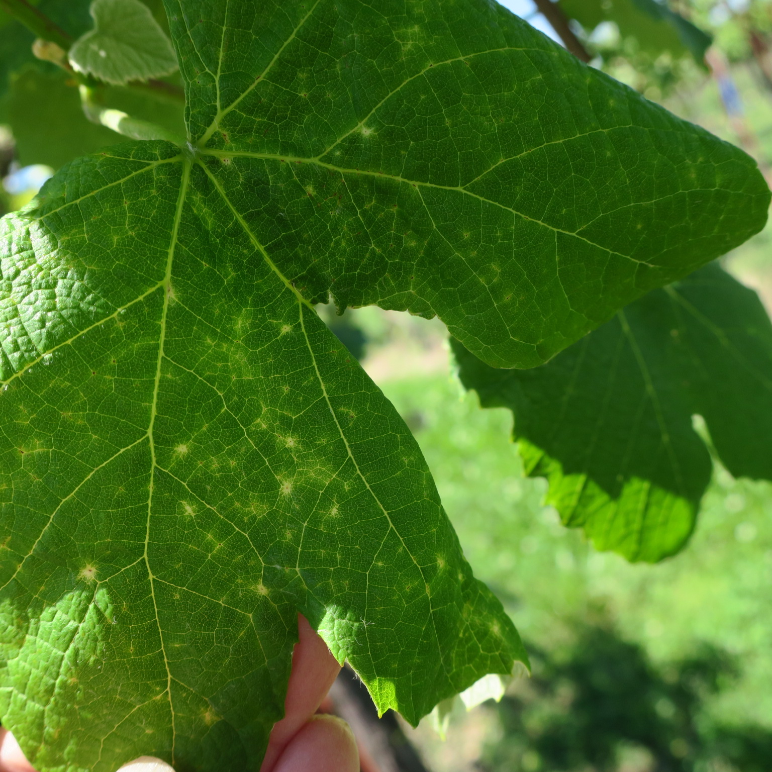 Possible early downy mildew symptoms on Catawba grape