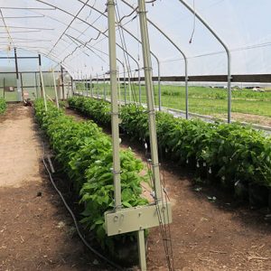 The raspberries were rotated into the high tunnel on Monday, May 1, 2017. The irrigation system was repaired and installed and the trellis was set up.