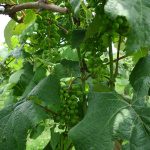 R Catawba Stage 31 Berries pea size (7 mm diam.).