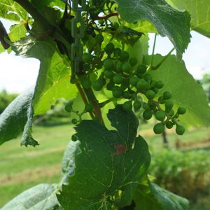 W Catawba E-L Stage 31 Berries pea-size (7 mm diam.).