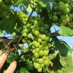 NWV Aromella E-L Stage 36 Berries with intermediate sugar levels.