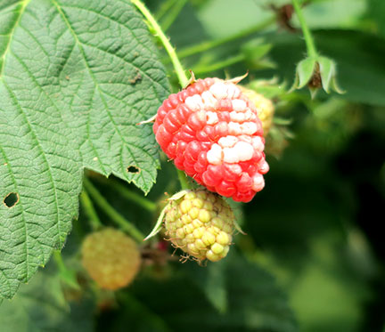 White drupelets were noticed on raspberries on the side most exposed to light.