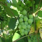 MVEC Sunbelt E-L Stage 34 Berries begin to soften; sugar starts increasing.