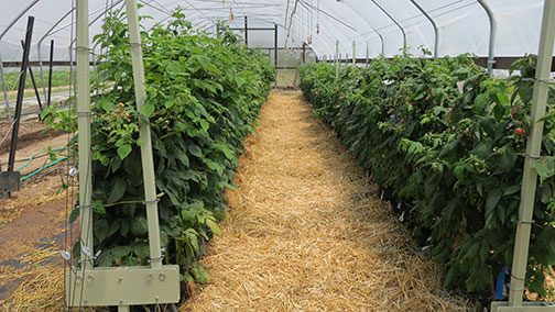 The raspberries in bags after the canopy was thinned during the first two weeks in July.