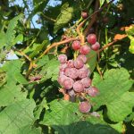 MVEC Delaware E-L 38 Berries harvest ripe.