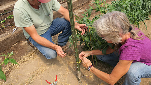 Deb demonstrated the process of tying the plants. You wind the twine around posts set between every three plants going up one side and down the other. You will eventually need to tie two or three levels of support string.