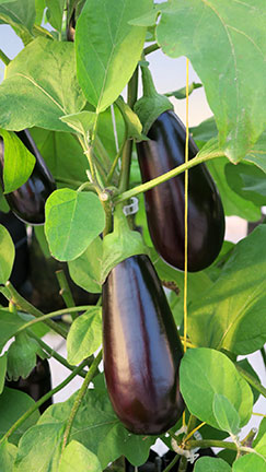 The eggplants have been beautiful with few if any blemishes.