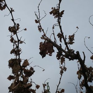 MVEC Valvin Muscat E-L Stage 47 End of leaf fall.