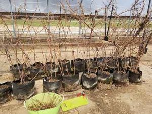 The Prelude raspberries on the left side are pruned and to the right side are unpruned. After pruning, we will put them under a trellis.