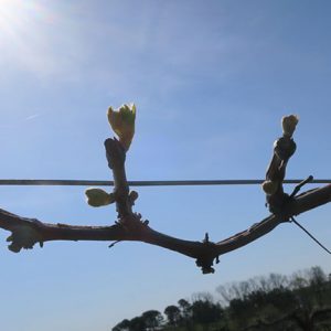 R Vidal Blanc E-L Stage 3 - 4 Wooly bud +- green showing to Budburst, leaf tips visible.