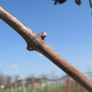 F Traminette E-L Stage 1 - 2 Winter bud to Bud scales opening.