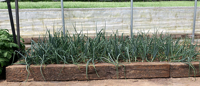 Onions were also grown in an open bed.