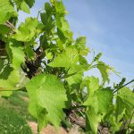 F Vignoles E-L Stage 14-15 6 leaves separated to 8 leaves separated, shoot elongating rapidly; single flowers in compact groups.