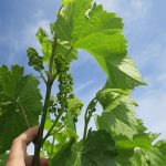 Vignoles E-L Stage 15 - 17 8 leaves separated, shoot elongating rapidly; single flowers in compact groups to 12 leaves separated; inflorescence well developed, single flowers separated.