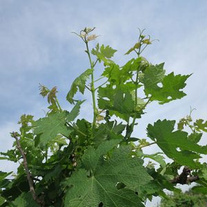 G Cabernet Sauvignon E-L Stage 15 8 leaves separated, shoot elongating rapidly; single flowers in compact groups.