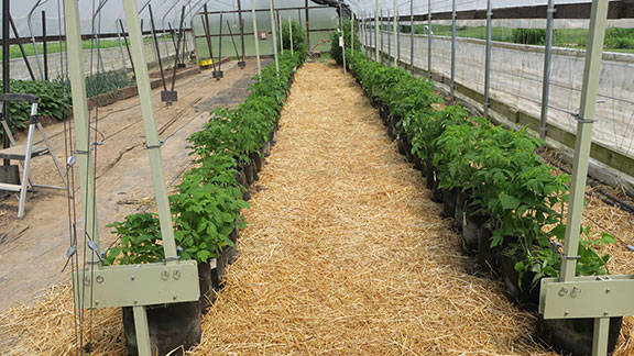 Here you see that all of the raspberries in bags have been roteted back into the high tunnel. In the far back, you see the tall Prelude plants, part of a demonstration in this trial, that we will allow to bear on floricanes.