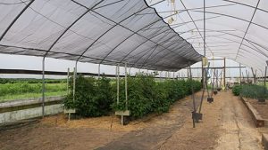 We pulled the shadecloth over the raspberries today. If it turns cool and overcast for a while, we can pull it back off easily.