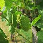Vignoles E-L Stage 27 Setting; young berries enlarging (>2mm diam.), bunch at right angles to stem.