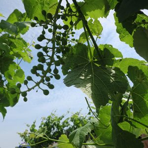 F Cayuga White E-L Stage 31 Berries pea size (7 mm diam.).