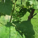 D Concord E-L Stage 31 Berries pea size (7 mm diam.).