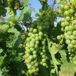 R Seyval Blanc E-L Stage 34 Berries beginning to soften; sugar starts increasing.