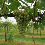 R Seyval Blanc E-L Stage 34 Berries beginning to soften; sugar starts increasing.