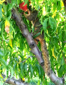 A well-fed squirrel eating a peach.