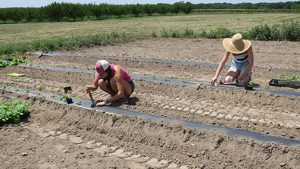 After the beds are made, Karly and Makayla plant squash in the rows.