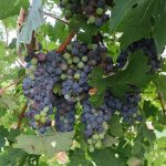 G Cabernet Sauvignon E-L Stage 36 Berries with intermediate sugar levels.