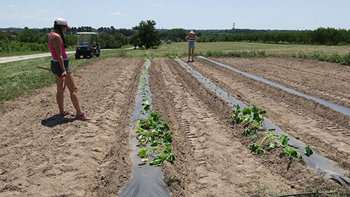 It was a hot afternoon, but the job is done and we will irrigate as soon as possible.