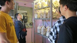 The students looked at the cultivated oyster mushrooms, which are a favorite of Chinese hot pot cooking.