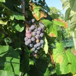 MVEC Sunbelt E-L Stage 36 Berries with intermediate sugar levels.