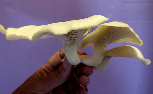 The oyster mushroom clump is harvested once the edge of the largest mushroom in the group changes from concavw (curling downward) to convex.